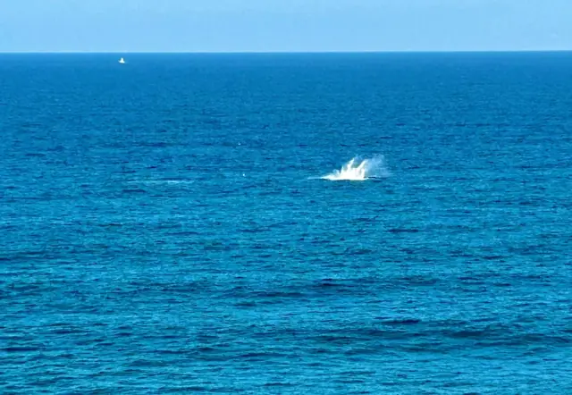 A whale breaching offshore